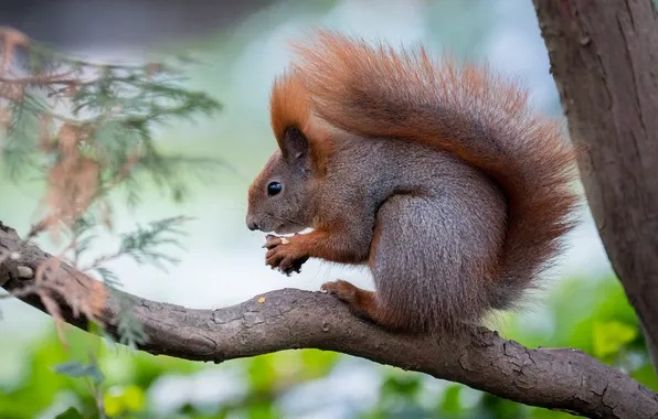Look, nature, pose, tree, branch, protein, tail, face