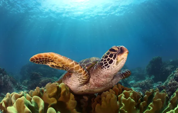 Sea, light, the ocean, turtle, under water