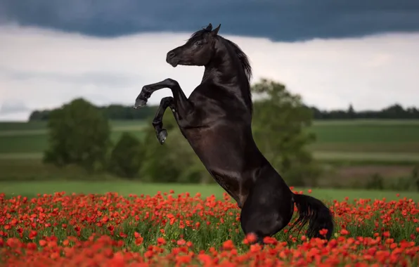 Picture flowers, horse, Maki, stallion, meadow, crow, dybah