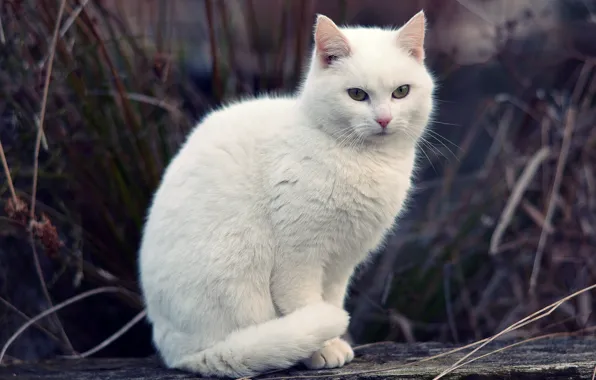 Picture cat, white, grass, cat, bokeh