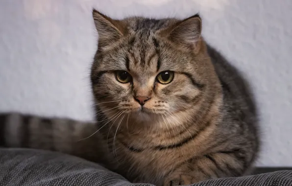 Cat, cat, look, kitty, grey, portrait, tail, cute
