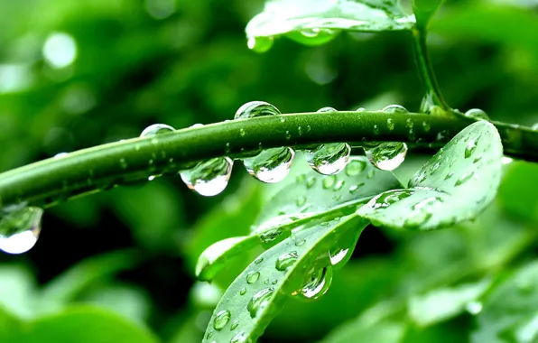 Leaves, drops, green, plant, Macro