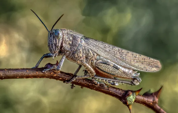 Macro, branch, insect, Locust, Oleg Savitsky