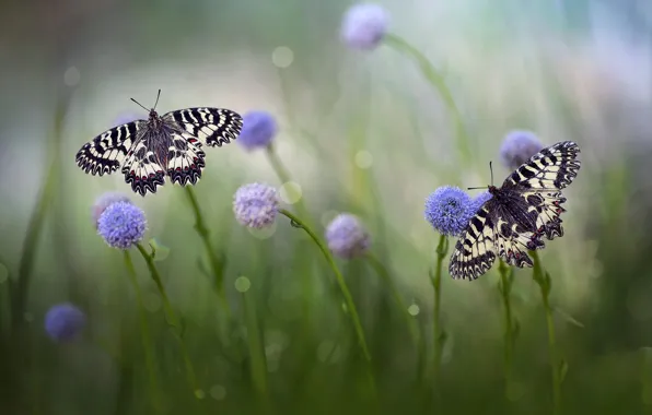 Grass, macro, butterfly, flowers, nature, pair, bokeh, Roberto Aldrovandi