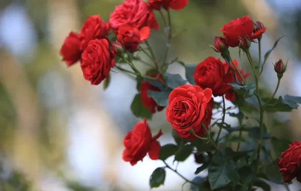 Flowers, Bush, roses, red roses