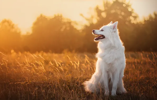 Field, language, look, light, sunset, nature, dog, spikelets