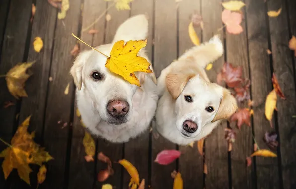 Autumn, dogs, look, pose, Board, dog, puppy, a couple