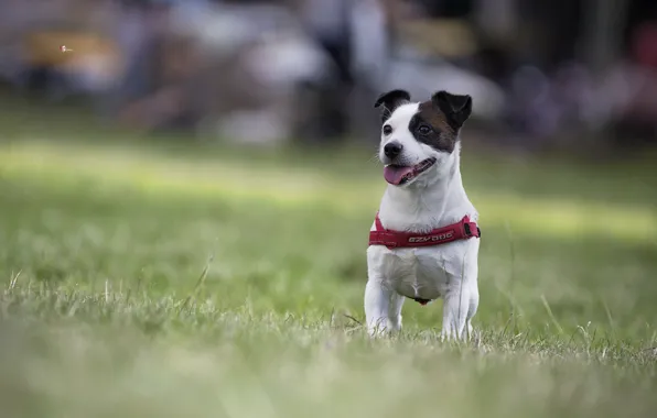 Picture dog, bokeh, doggie, Jack Russell Terrier