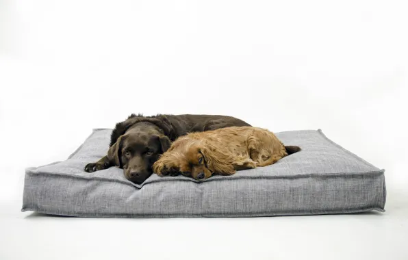 Picture background, home, dog