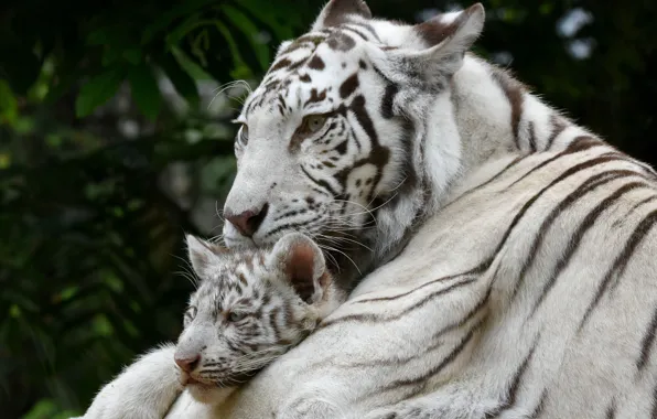 Picture white, tiger, baby, mom