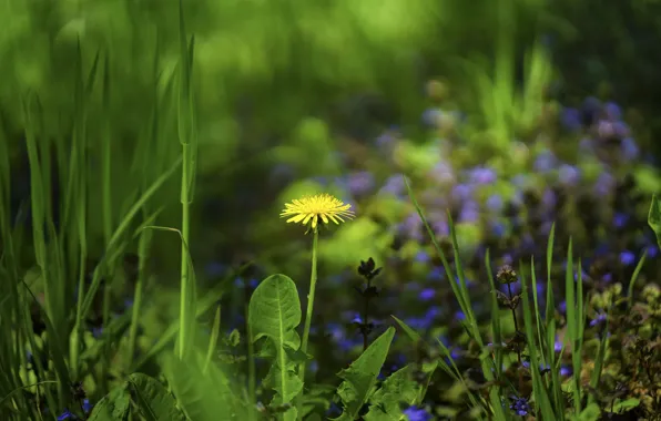 Flower, photo, dandelion