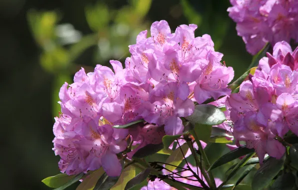 Pink, rhododendron, Azalea