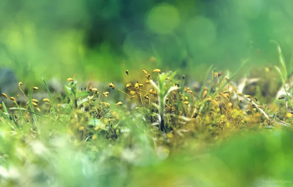 Summer, grass, macro