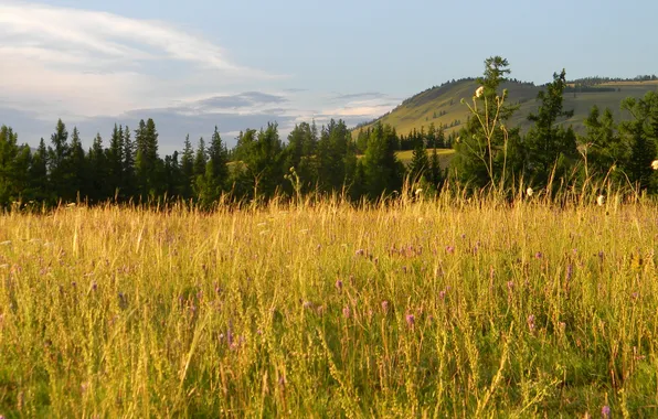 Field, grass, mountain