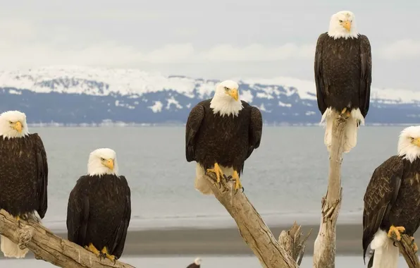 Picture Birds, the eagles, bald eagle