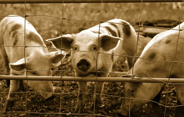 Background, the fence, pig