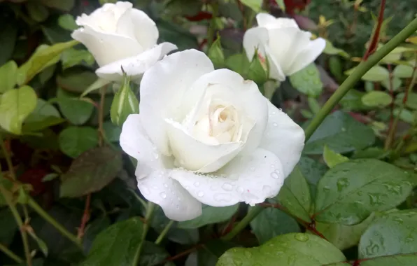 Flowers, Roses, White