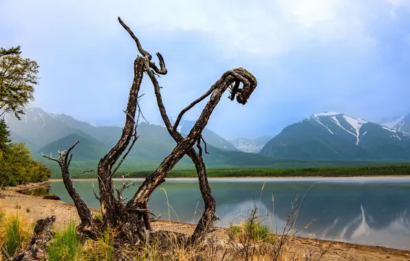 Mountains, lake, beauty, horizon, dried tree, Greetings to the prishcheltsev, Tamara Dobrolyubova