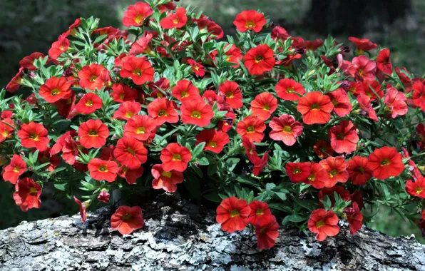 Flowers, Bush, red, Petunia