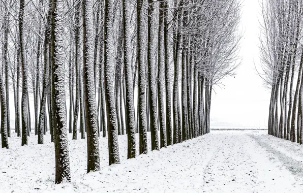 Picture forest, snow, trees