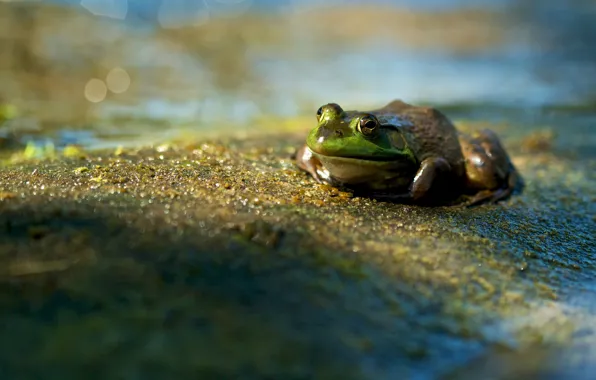 Picture sand, macro, light, background, shore, frog, pond, bokeh
