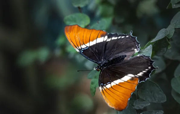 Picture leaves, macro, orange, nature, butterfly, plant, insect, bokeh