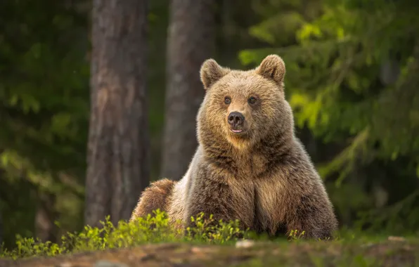 Picture forest, bear, bear