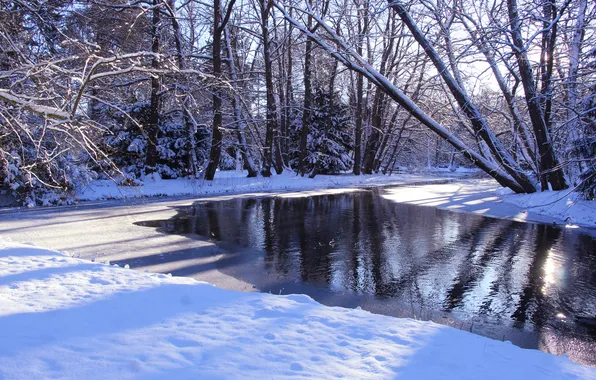 Ice, trees, park, winter, lake, snow, pond