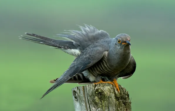 Picture background, bird, stump, cuckoo
