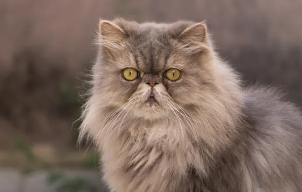 Cat, look, fluffy, Persian cat