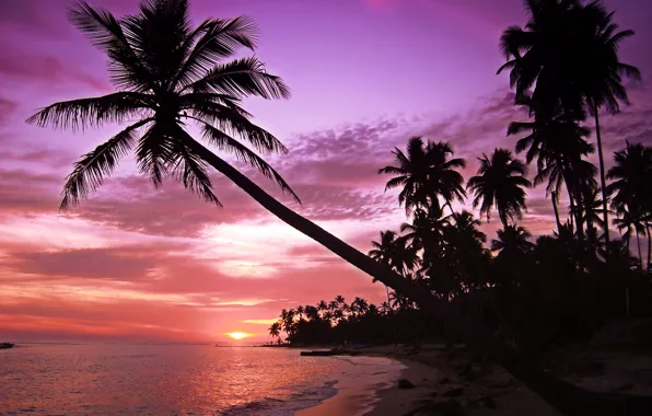 Sea, wave, beach, the sky, landscape, sunset, palm trees, island