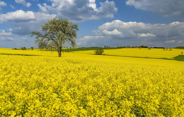 Tree, rape, rapeseed field