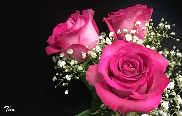 Picture roses, bouquet, buds, gypsophila