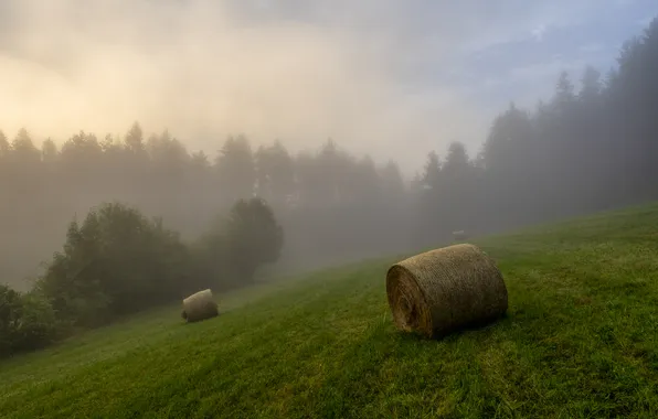 Field, forest, fog, morning, slope, hay, bales, haze
