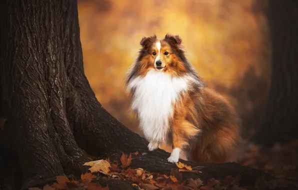 Autumn, tree, dog, bokeh, fallen leaves, Sheltie, Shetland Sheepdog