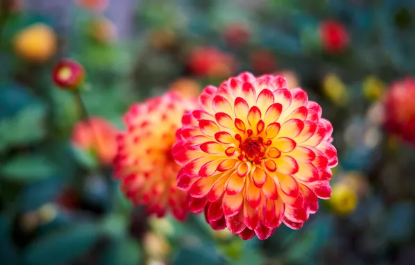 Summer, flowers, bright, orange, garden, orange, flowerbed, two-tone