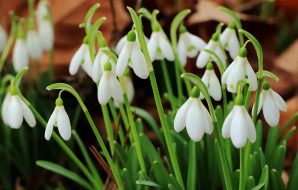 Greens, leaves, flowers, stems, spring, snowdrops, white, clearing