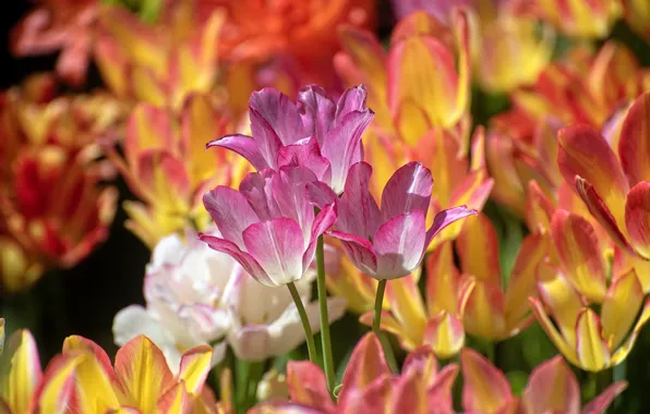 Flowers, spring, tulips, pink, orange, flowerbed
