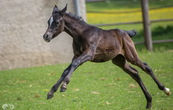 The game, running, cub, foal, (с) Oliver Seitz