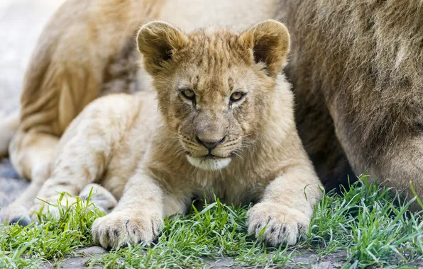 Grass, look, cub, kitty, lion, ©Tambako The Jaguar