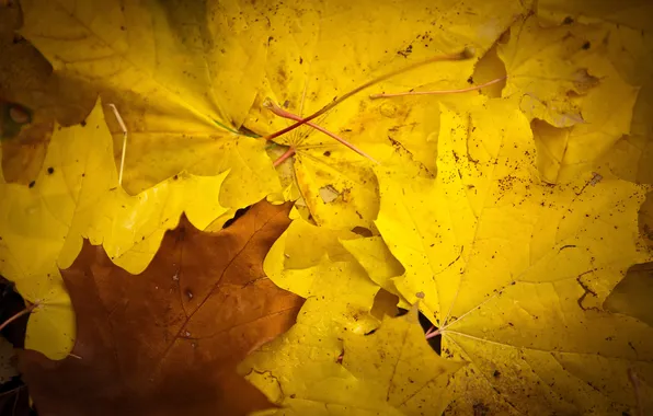 Autumn, leaves, yellow, maple