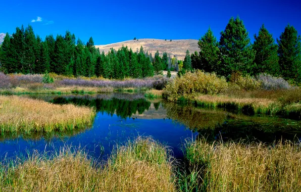 Forest, grass, nature, lake, hills, Landscape