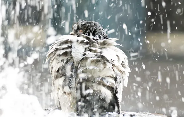 Background, rain, bird