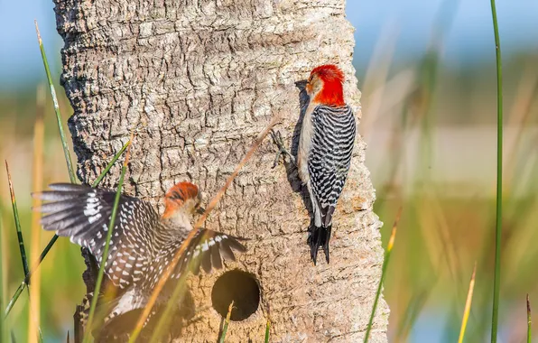 Birds, tree, paint, feathers, woodpecker, trunk