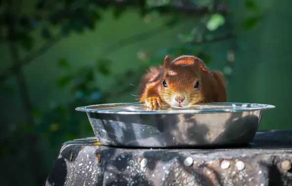 Water, nature, pose, protein, face, drink, basin