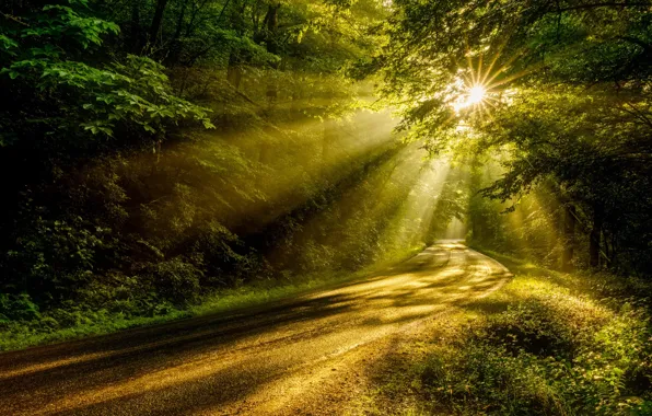 Picture road, forest, the sun, rays, light