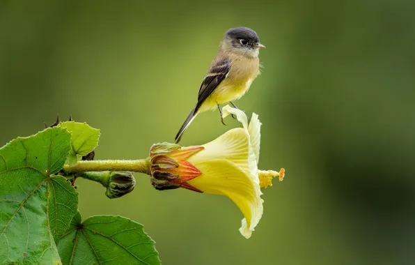 Flower, background, bird