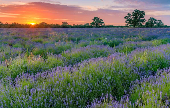 Summer, the sky, trees, sunset, flowers, the ranks, lavender, plantation