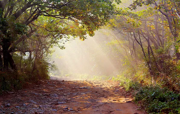 Road, forest, nature, fog, photo, rays of light