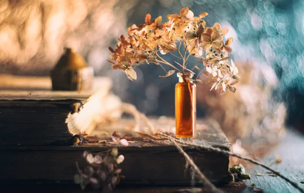 Light, flowers, sprig, background, blur, petals, book, old